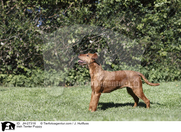 Irish Terrier Puppy / JH-27316