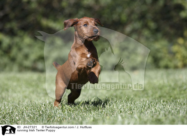 running Irish Terrier Puppy / JH-27321