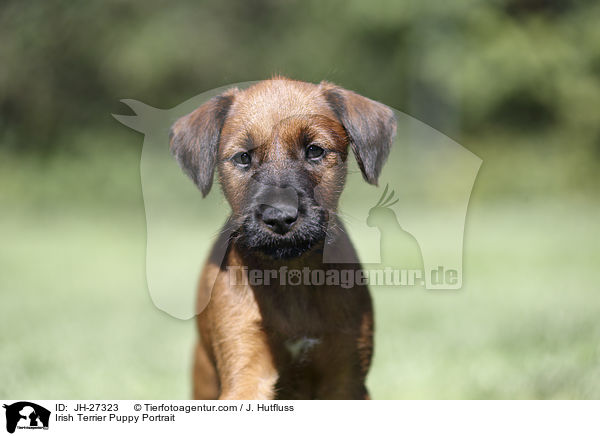 Irish Terrier Puppy Portrait / JH-27323