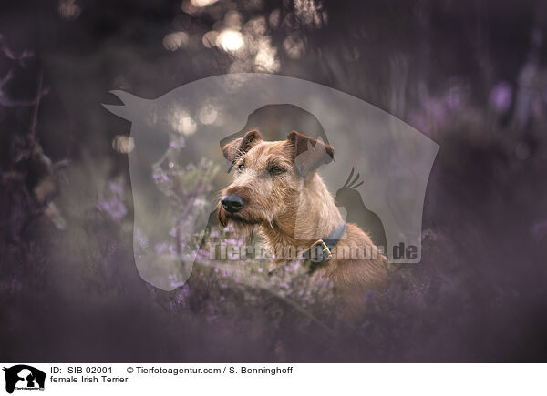 Irish Terrier Hndin / female Irish Terrier / SIB-02001
