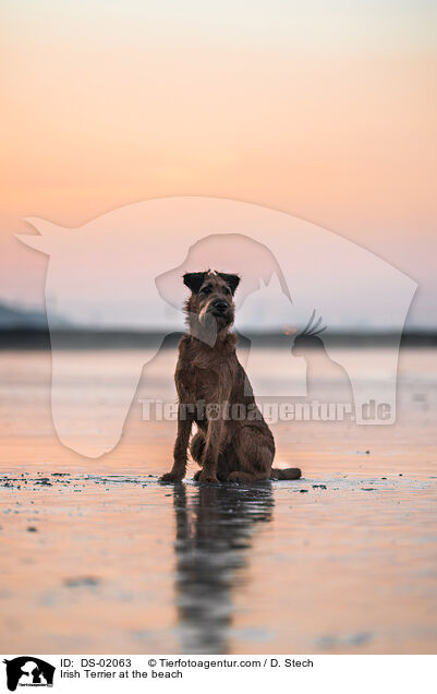 Irish Terrier at the beach / DS-02063