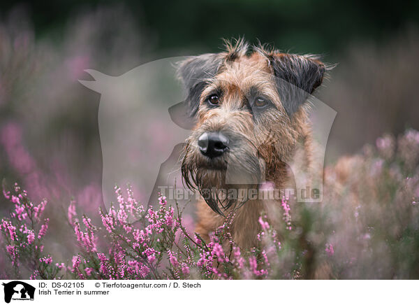 Irish Terrier in summer / DS-02105