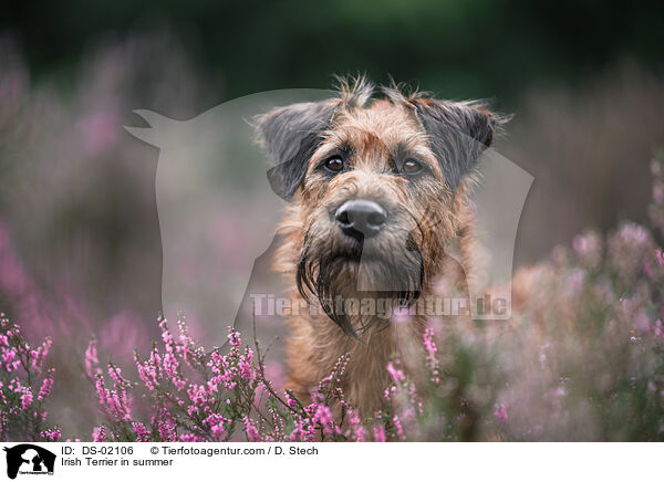 Irish Terrier in summer / DS-02106