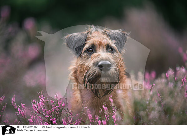 Irish Terrier in summer / DS-02107