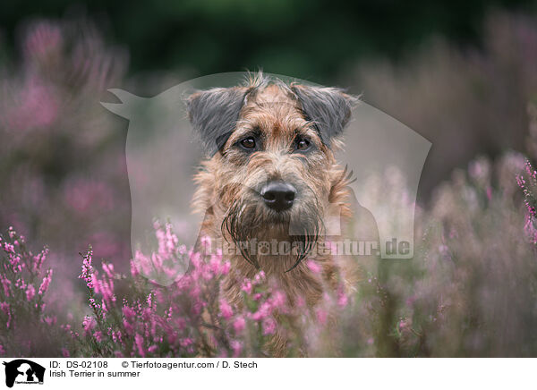 Irish Terrier in summer / DS-02108
