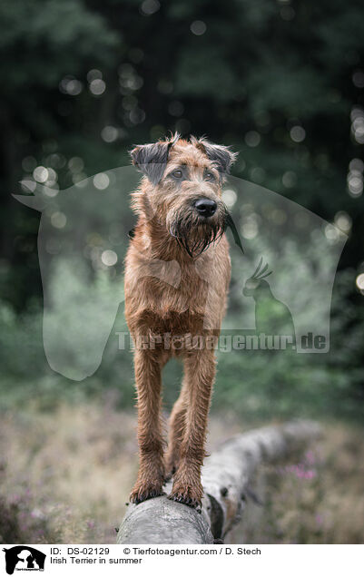 Irish Terrier im Sommer / Irish Terrier in summer / DS-02129