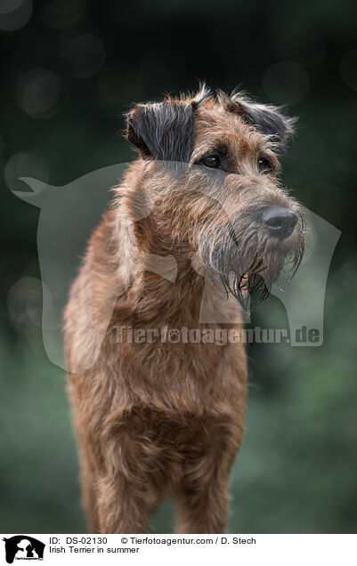 Irish Terrier im Sommer / Irish Terrier in summer / DS-02130