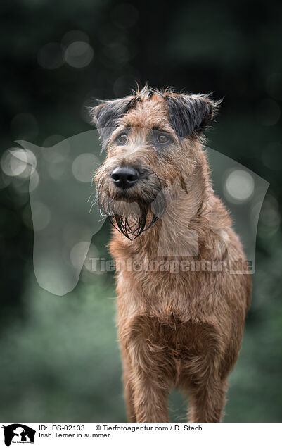 Irish Terrier in summer / DS-02133