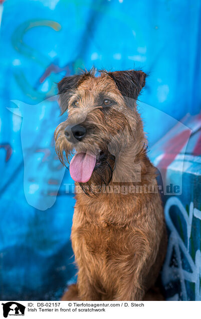 Irish Terrier vom Graffiti / Irish Terrier in front of scratchwork / DS-02157