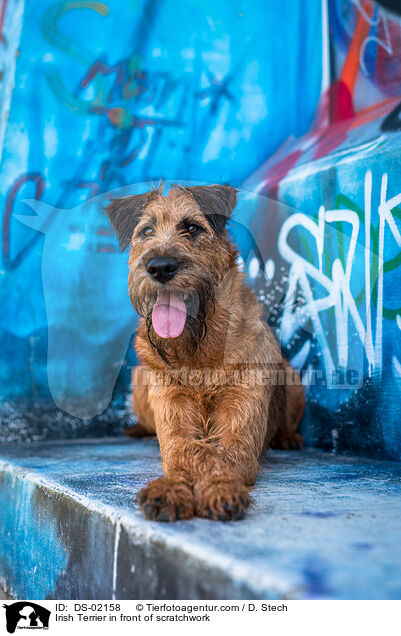Irish Terrier vom Graffiti / Irish Terrier in front of scratchwork / DS-02158