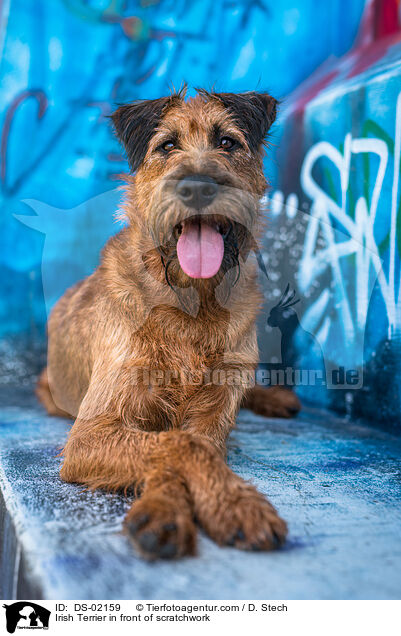 Irish Terrier in front of scratchwork / DS-02159