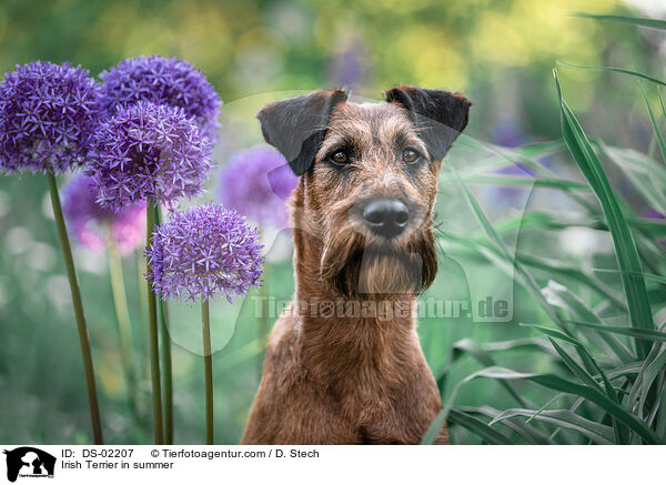 Irish Terrier in summer / DS-02207