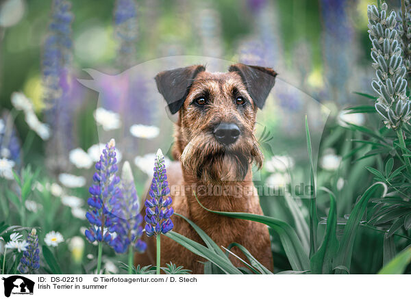 Irish Terrier in summer / DS-02210