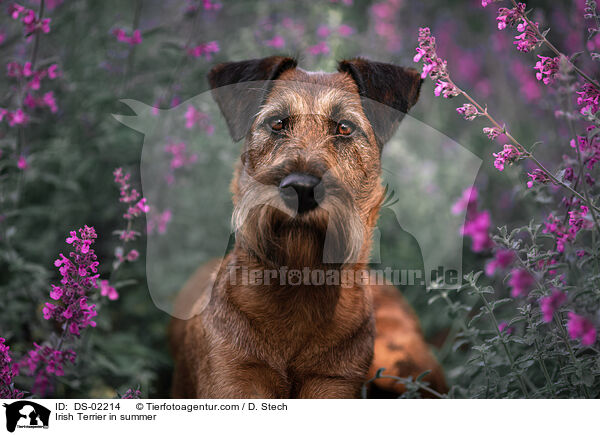 Irish Terrier in summer / DS-02214