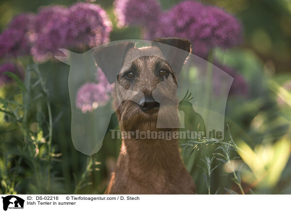 Irish Terrier in summer / DS-02216
