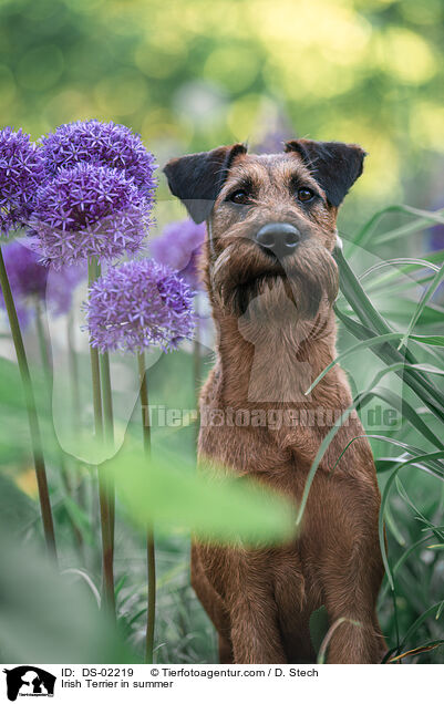 Irish Terrier in summer / DS-02219