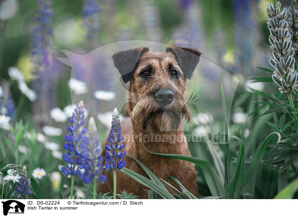 Irish Terrier in summer / DS-02224