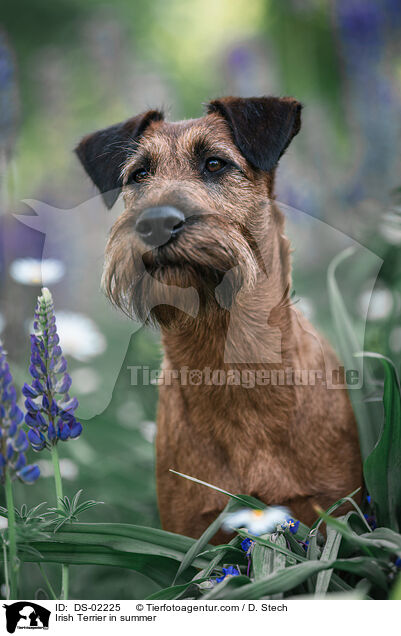 Irish Terrier in summer / DS-02225