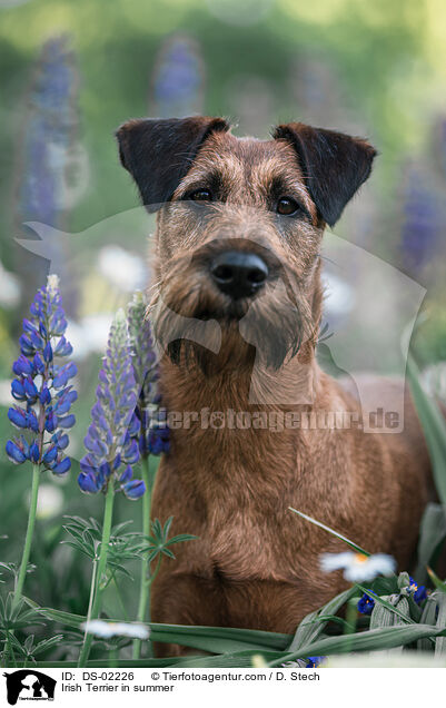 Irish Terrier in summer / DS-02226