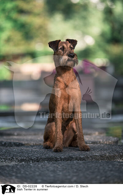 Irish Terrier in summer / DS-02228