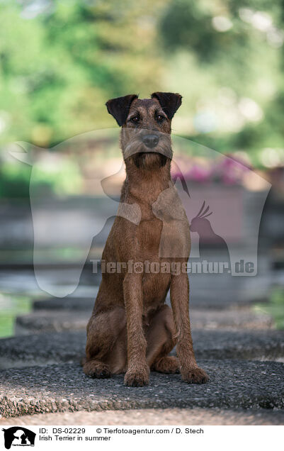 Irish Terrier in summer / DS-02229