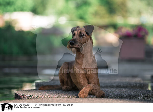Irish Terrier in summer / DS-02231