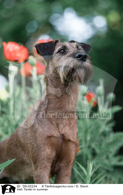 Irish Terrier in summer / DS-02234
