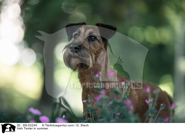 Irish Terrier in summer / DS-02240