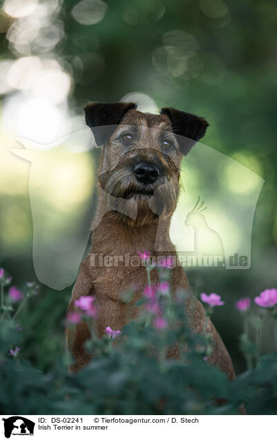 Irish Terrier in summer / DS-02241