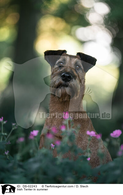 Irish Terrier in summer / DS-02243