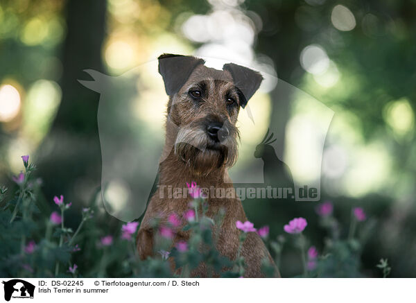 Irish Terrier in summer / DS-02245