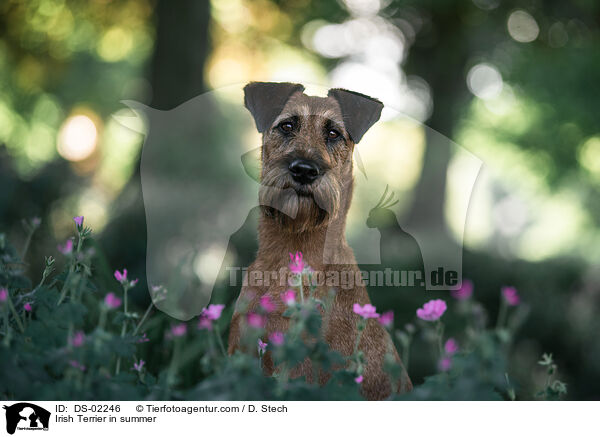 Irish Terrier in summer / DS-02246