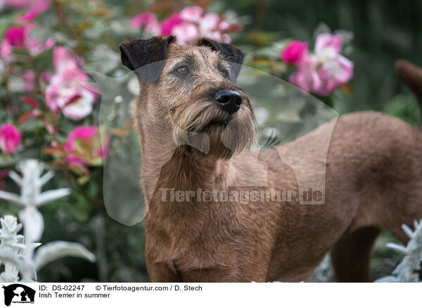Irish Terrier in summer / DS-02247