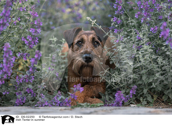 Irish Terrier in summer / DS-02250