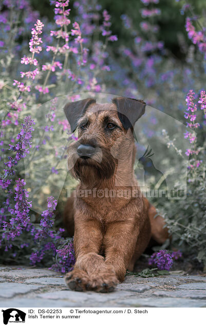 Irish Terrier in summer / DS-02253