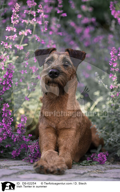 Irish Terrier in summer / DS-02254