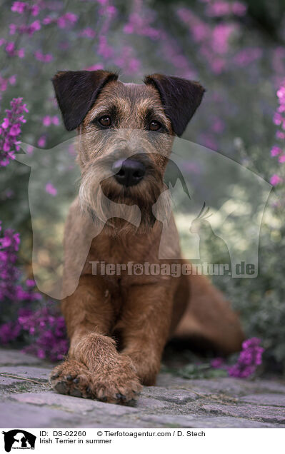 Irish Terrier in summer / DS-02260