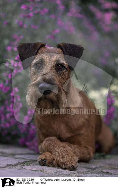 Irish Terrier in summer / DS-02261