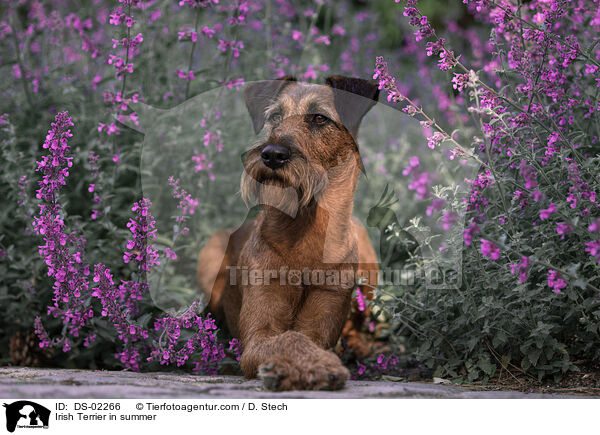 Irish Terrier in summer / DS-02266