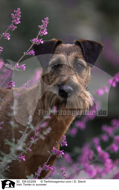 Irish Terrier in summer / DS-02268