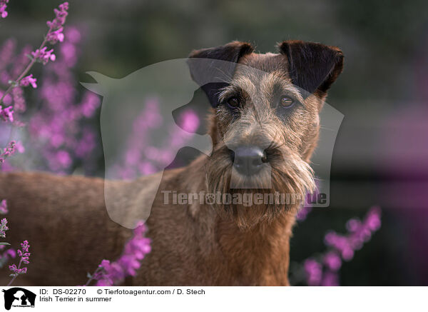 Irish Terrier in summer / DS-02270