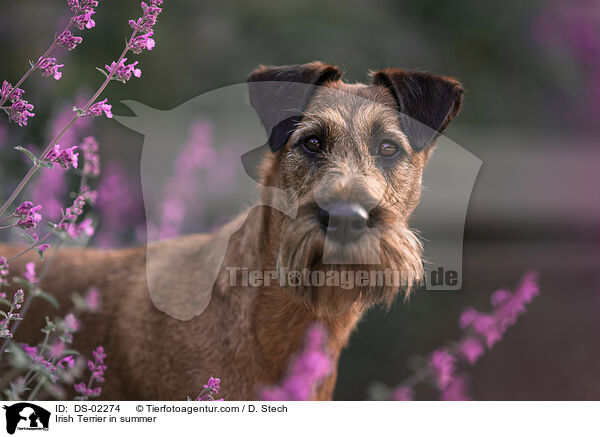 Irish Terrier in summer / DS-02274