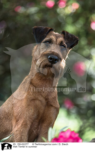 Irish Terrier in summer / DS-02277