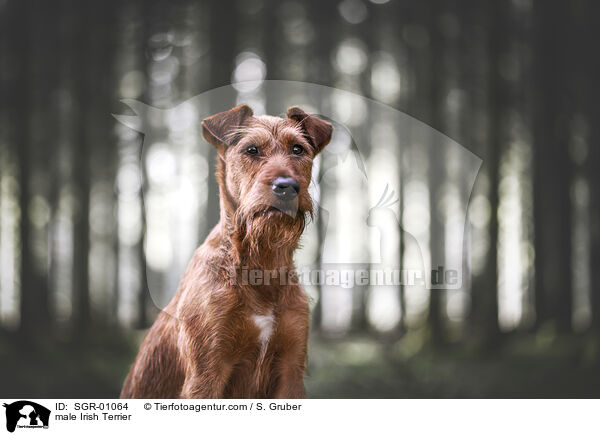 male Irish Terrier / SGR-01064
