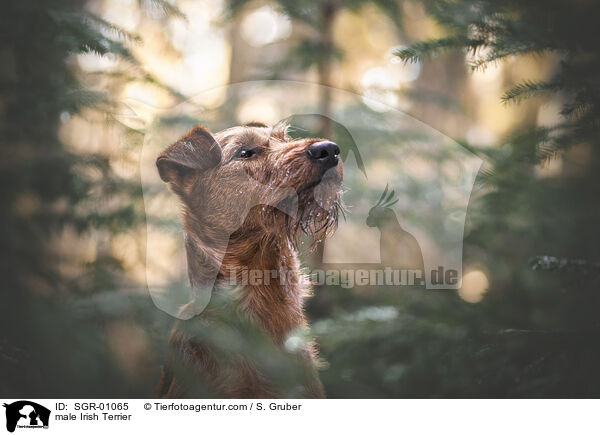 male Irish Terrier / SGR-01065