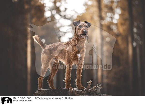 male Irish Terrier / SGR-01066