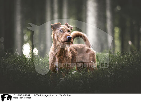 male Irish Terrier / SGR-01067