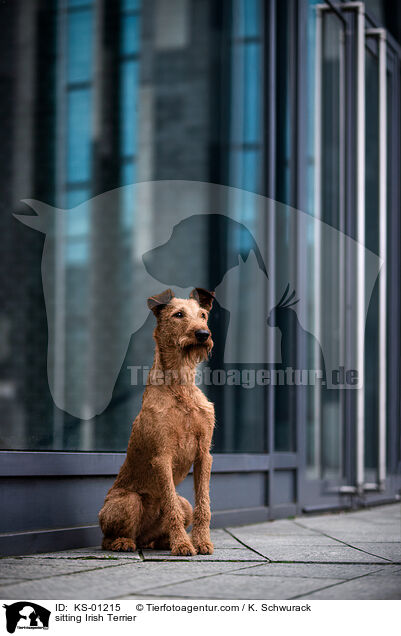 sitzender Irish Terrier / sitting Irish Terrier / KS-01215