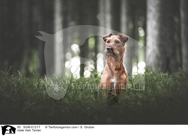 male Irish Terrier / SGR-01217