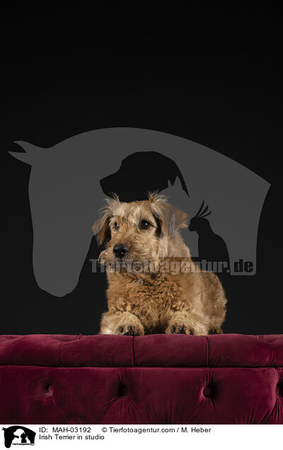 Irish Terrier in studio / MAH-03192